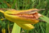 Iris pseudacorus. Раскрывающийся плод. Нидерланды, провинция Drenthe, река Oostervoortsche Diep между деревнями Norg и Donderen. 27 сентября 2009 г.