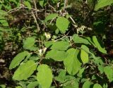 Lonicera xylosteum