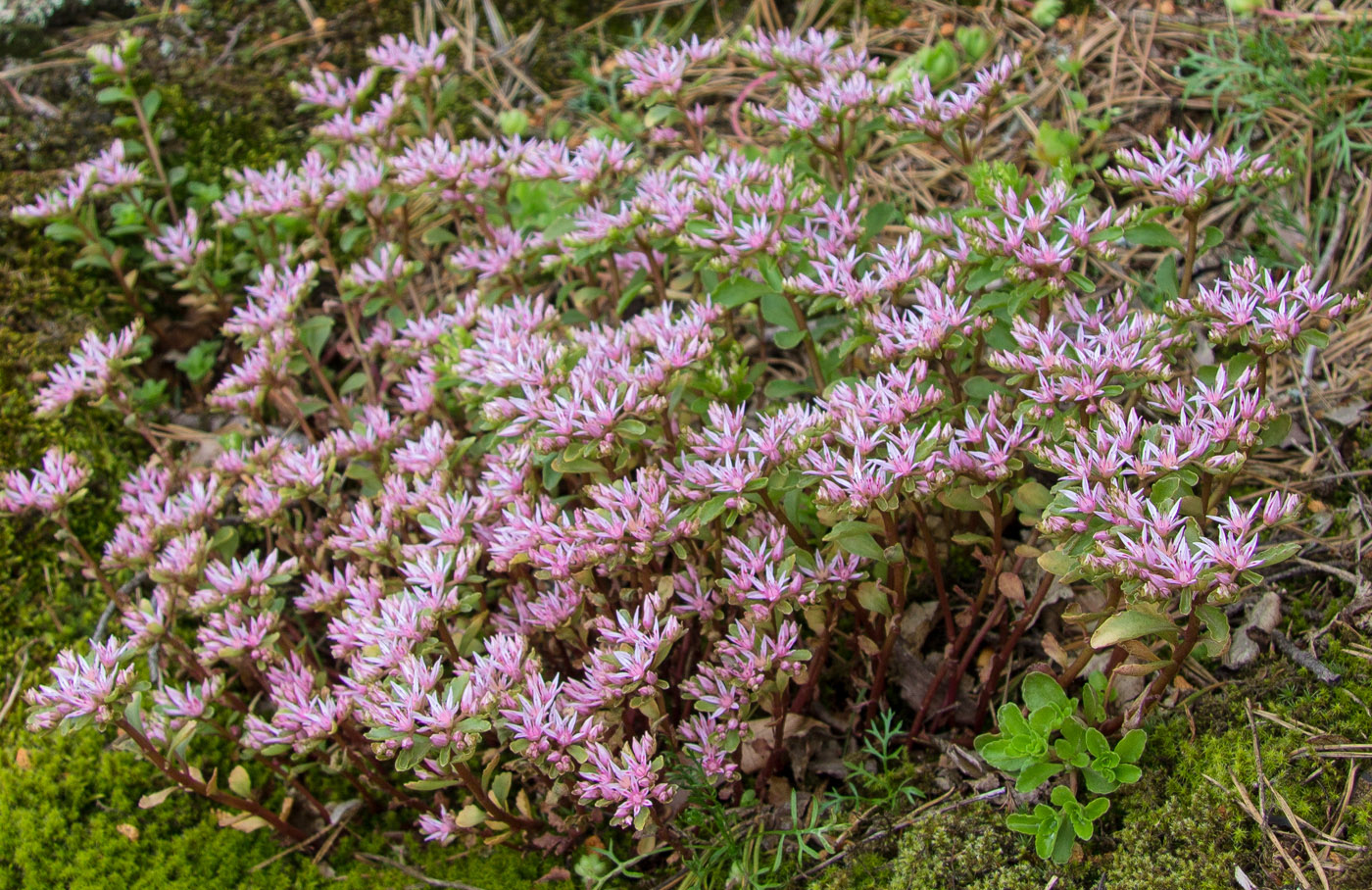 Image of Sedum spurium specimen.