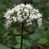 Valeriana wolgensis