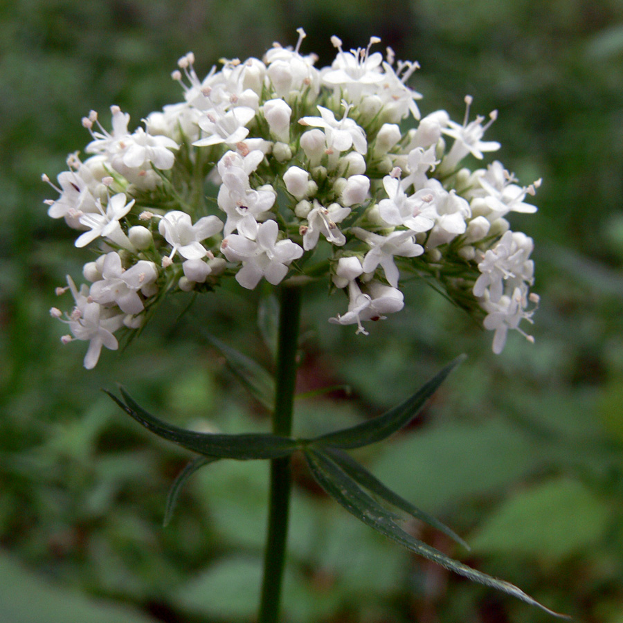 Image of Valeriana wolgensis specimen.