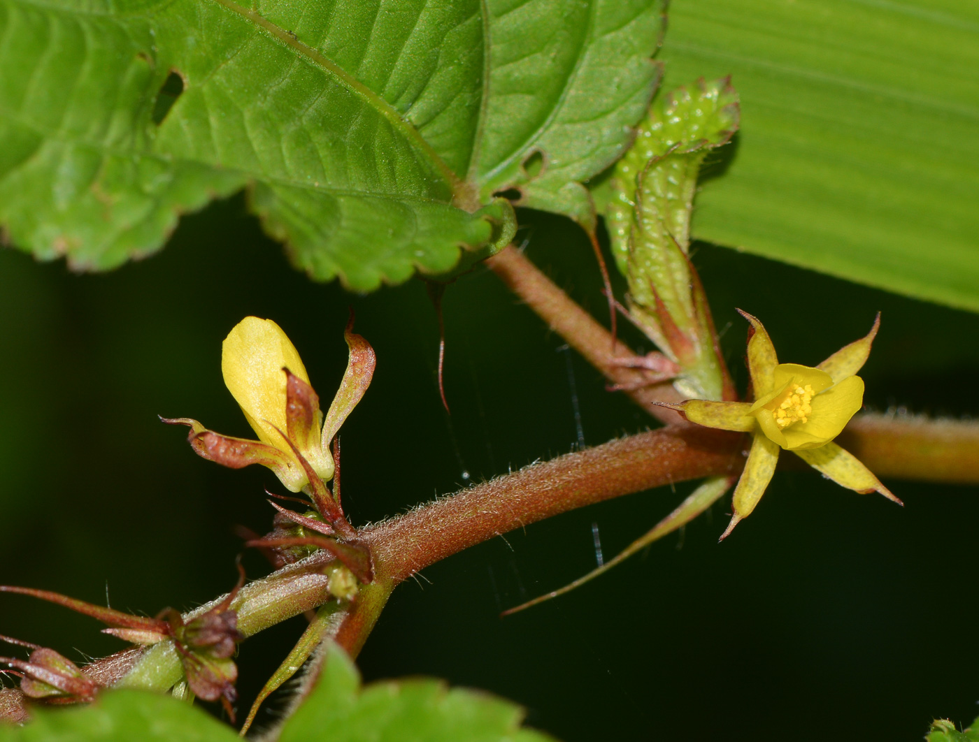 Image of genus Corchorus specimen.