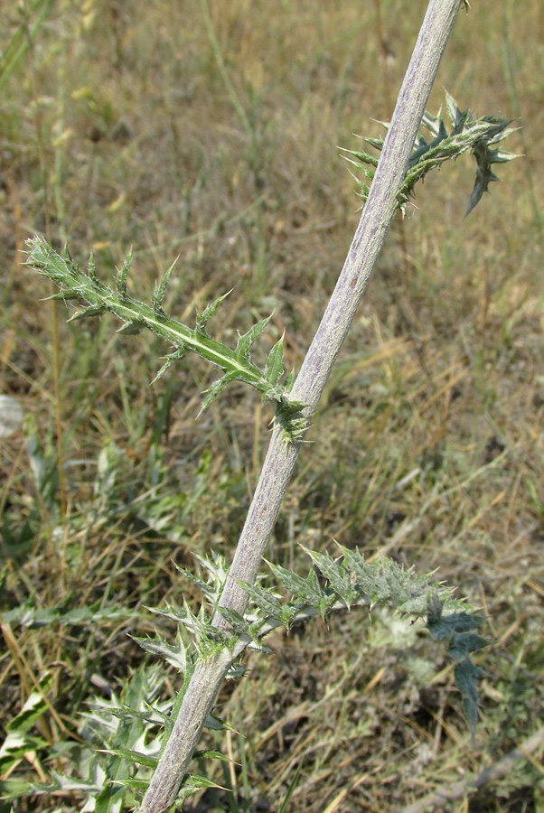 Изображение особи Echinops ruthenicus.