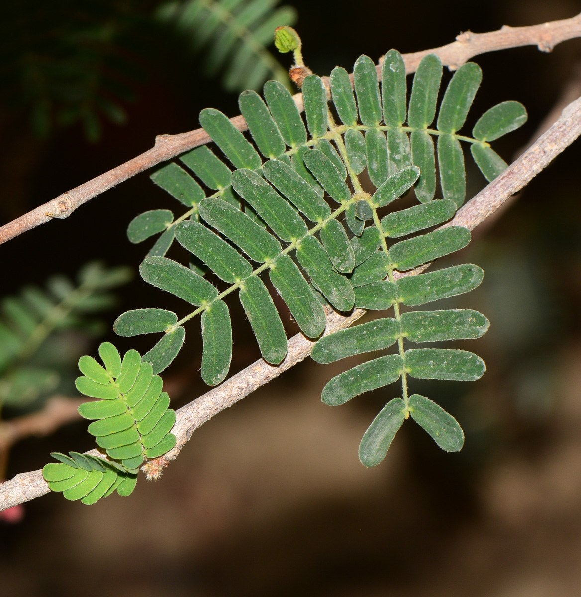 Image of Calliandra californica specimen.