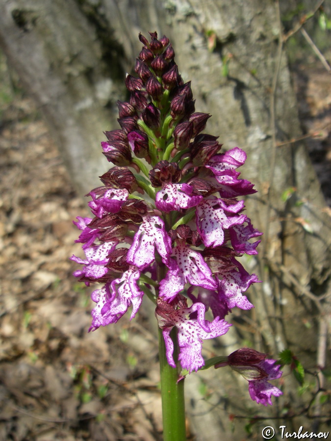 Image of Orchis &times; angusticruris specimen.