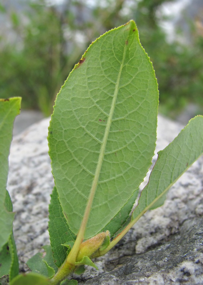 Image of Salix apoda specimen.