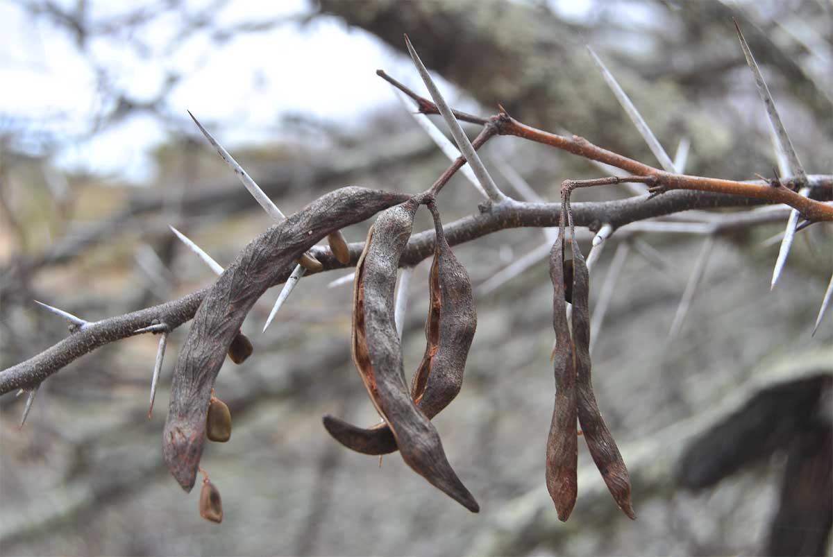 Изображение особи род Vachellia.