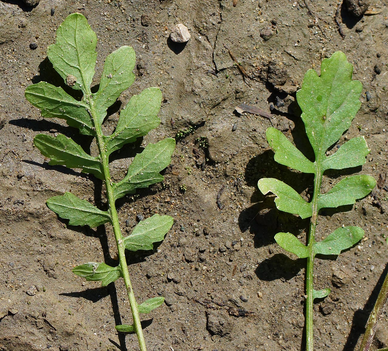 Изображение особи Rorippa sylvestris.