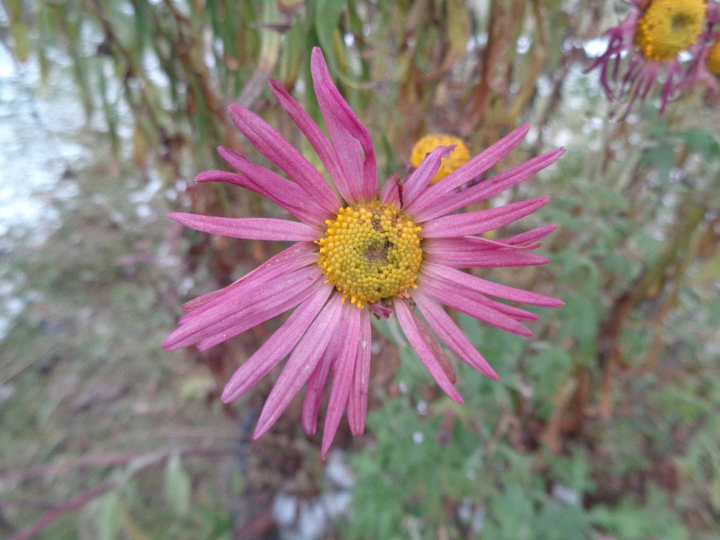 Image of Chrysanthemum indicum specimen.