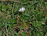 Taraxacum leucanthum