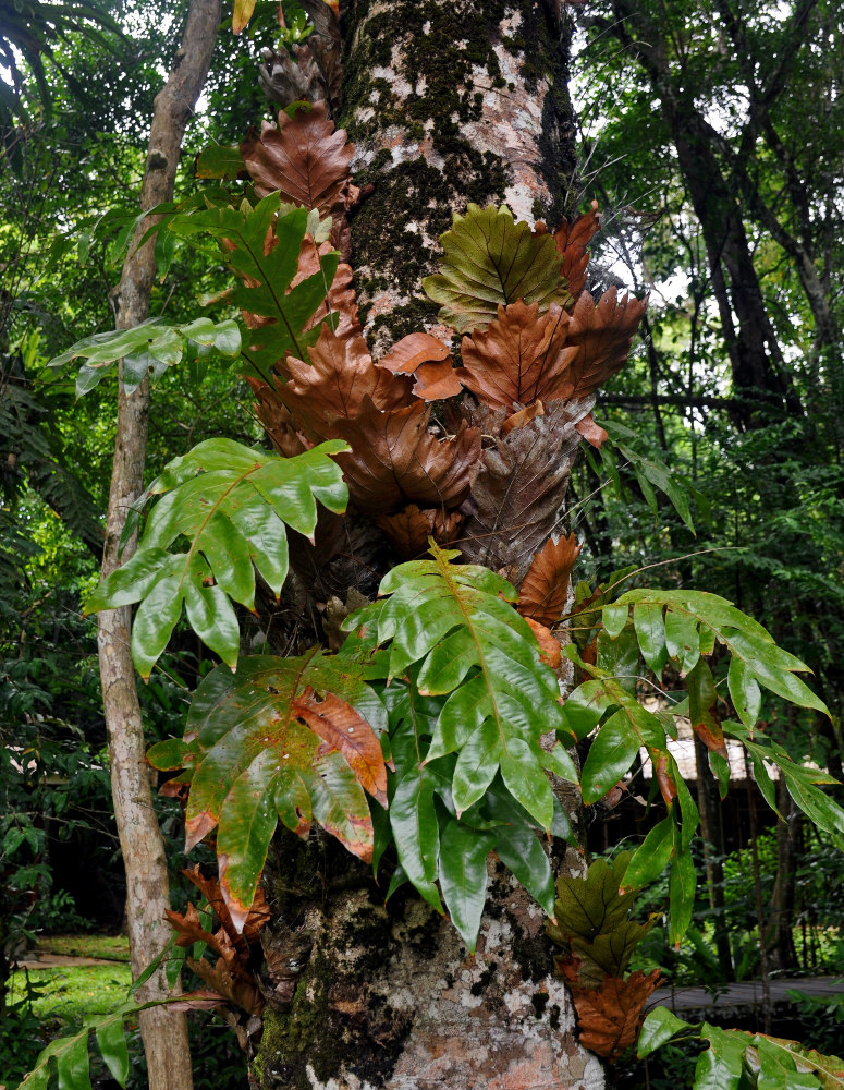 Изображение особи Drynaria quercifolia.