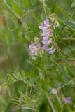 Vicia biennis