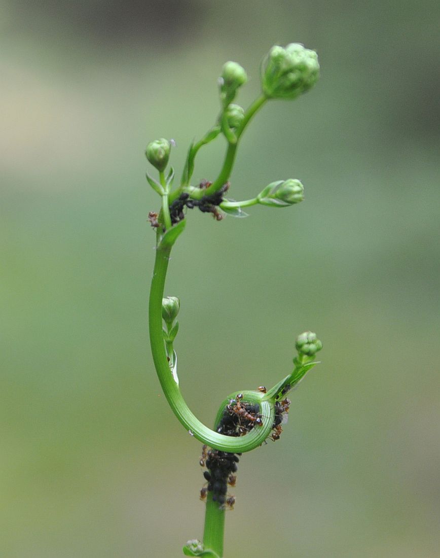 Image of Physospermum cornubiense specimen.