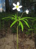 Anemone caerulea. Цветущее растение (форма с белыми листочками околоцветника) в редкостойном осиннике. Окр. Томска. 31.05.2010.