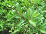 Prunus cerasifera subspecies caspica. Часть ветви. Дагестан, г. о. Махачкала, гора Тарки-Тау, опушка широколиственного леса. 12.05.2018.