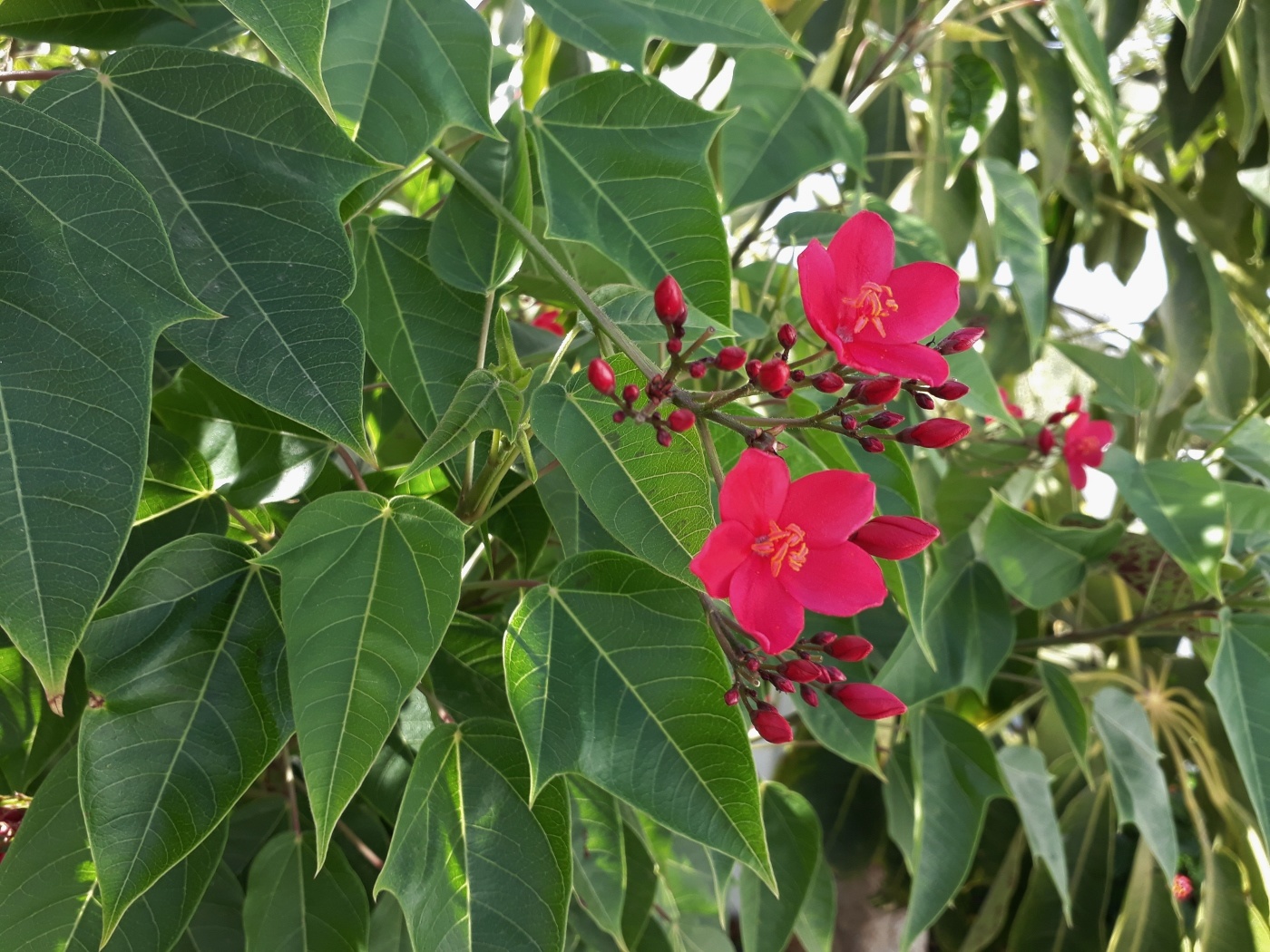 Image of Jatropha integerrima specimen.