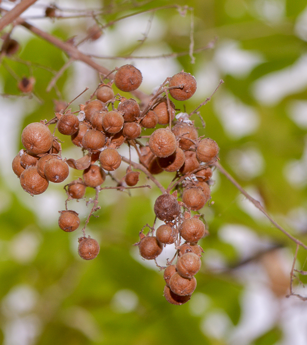 Изображение особи Lawsonia inermis.