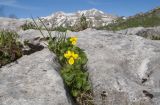 Viola caucasica