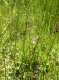 Juncus effusus