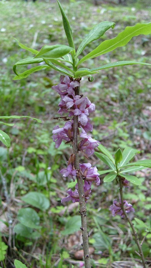 Изображение особи Daphne mezereum.