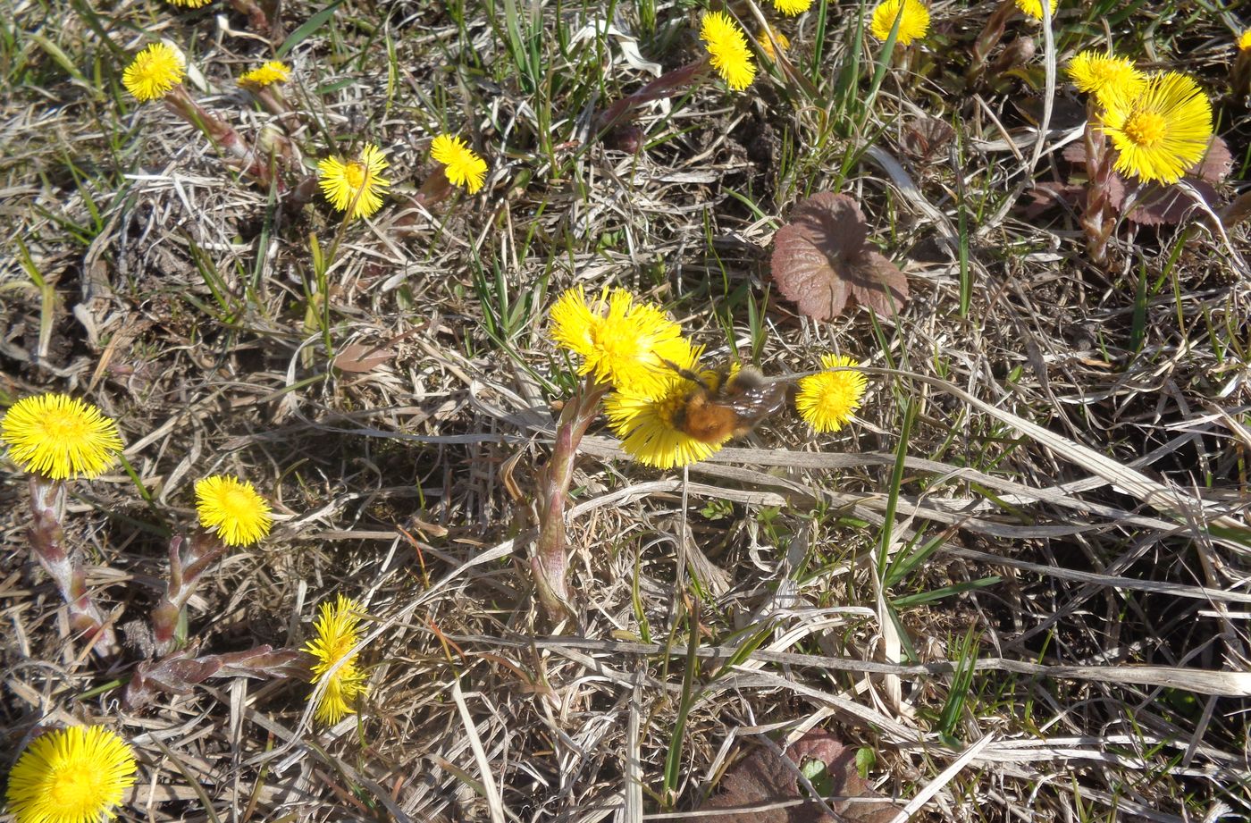 Image of Tussilago farfara specimen.