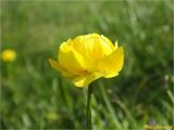 Смотреть изображение Trollius altissimus