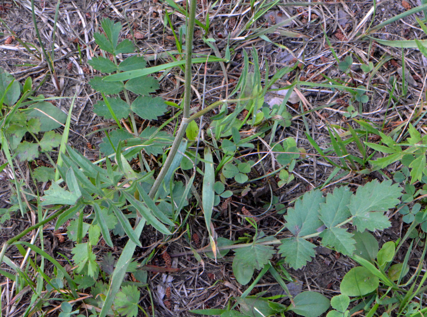 Изображение особи Pimpinella saxifraga.