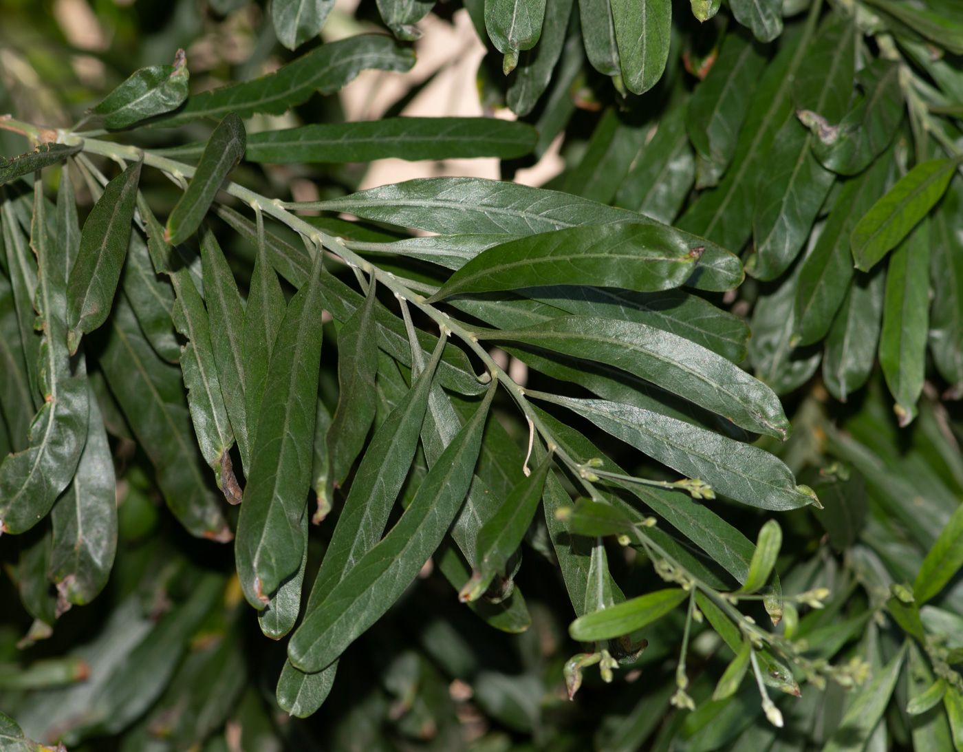 Image of Convolvulus floridus specimen.