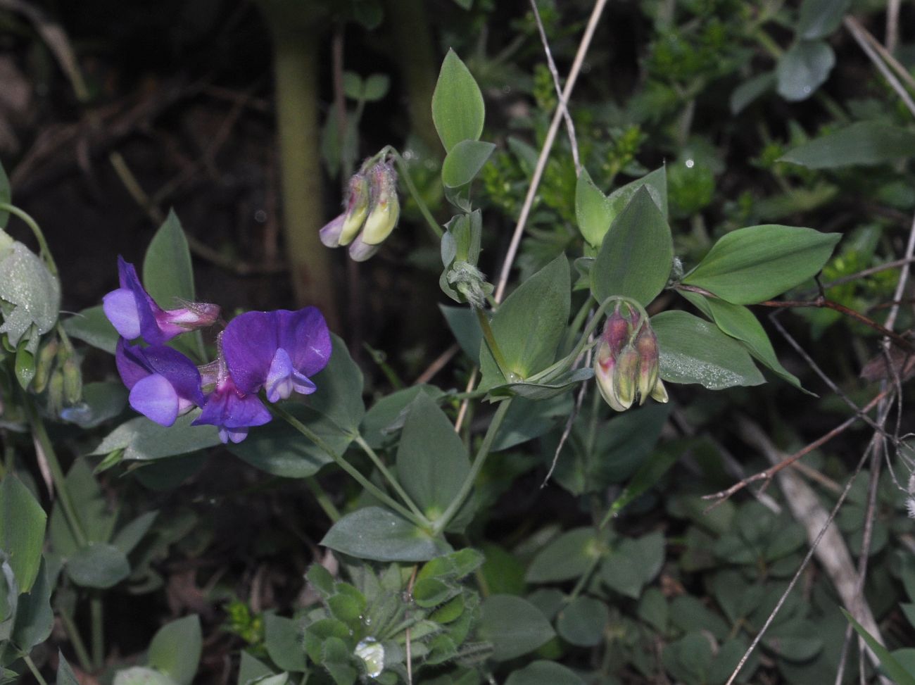 Изображение особи Lathyrus laxiflorus.