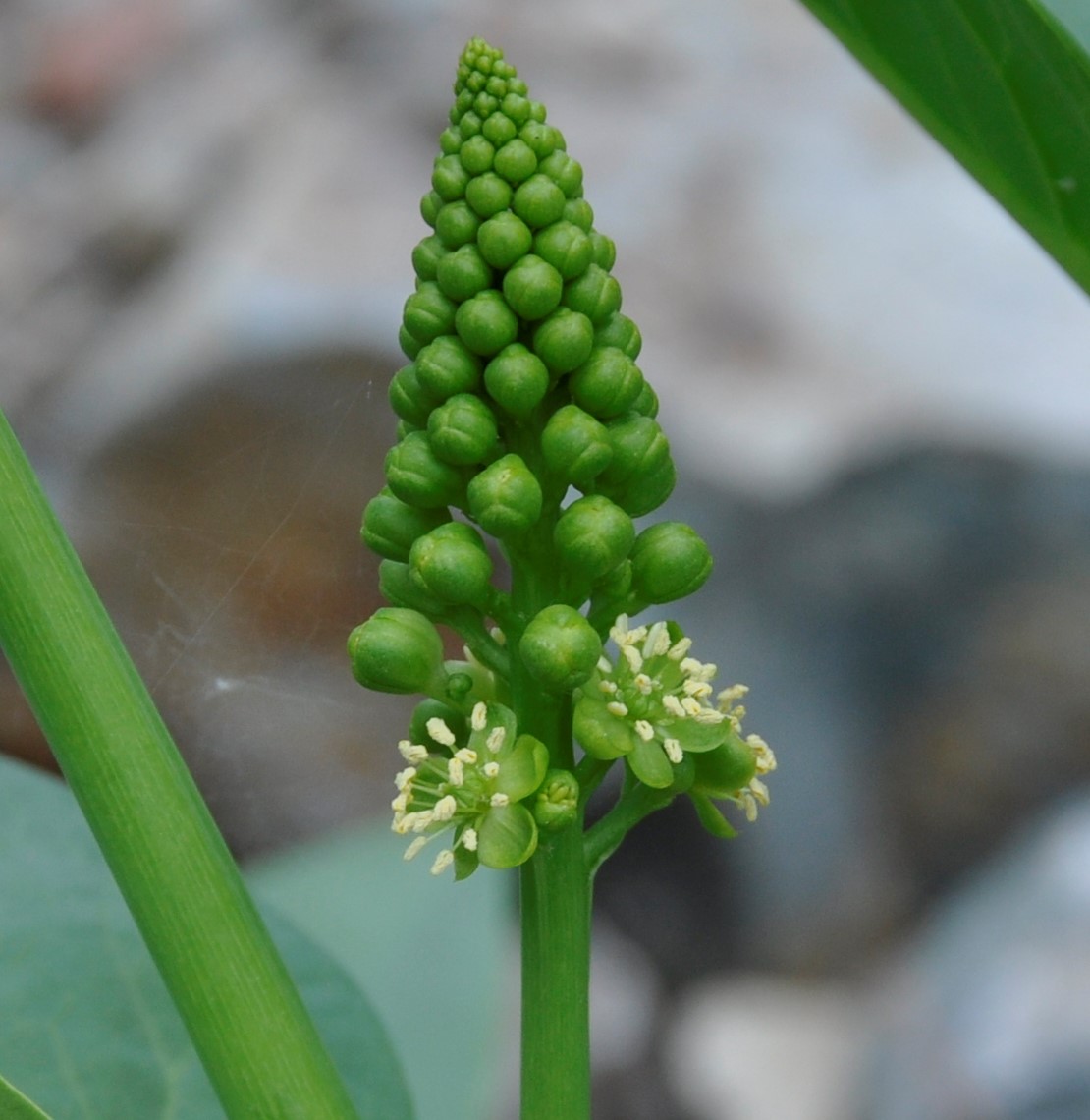 Изображение особи Phytolacca pruinosa.