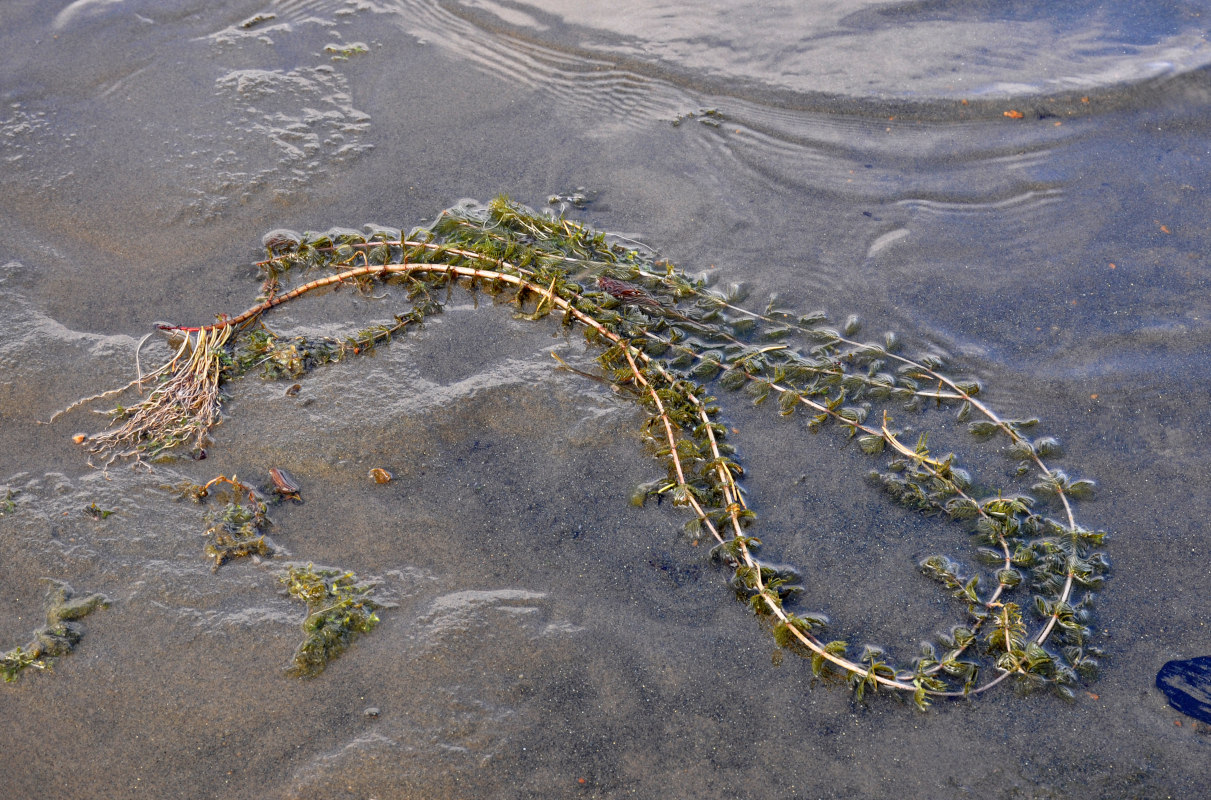 Image of genus Myriophyllum specimen.