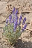 Lupinus oreophilus