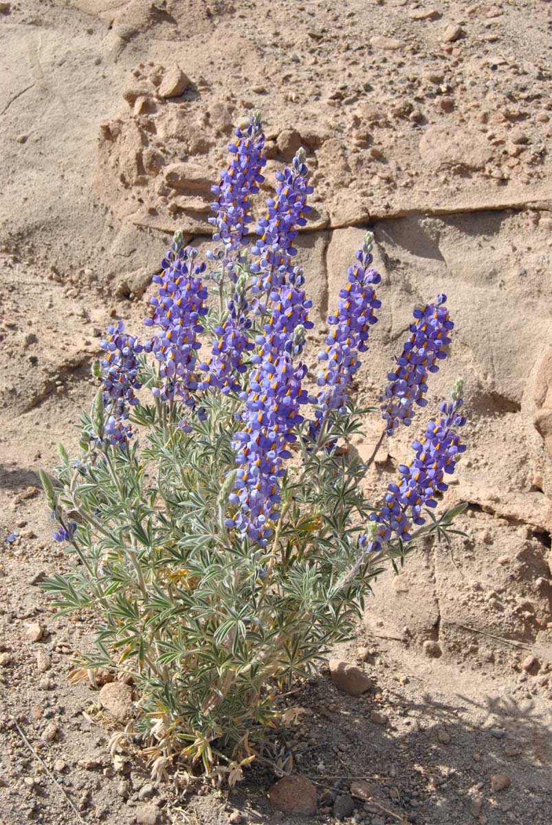 Изображение особи Lupinus oreophilus.