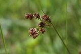 Luzula pallescens. Верхушка плодоносящего побега. Костромская обл., Судиславский р-н, окр. дер. Антипино, долина р. Пуга (правый приток р. Меза), опушка леса. 25.06.2017.