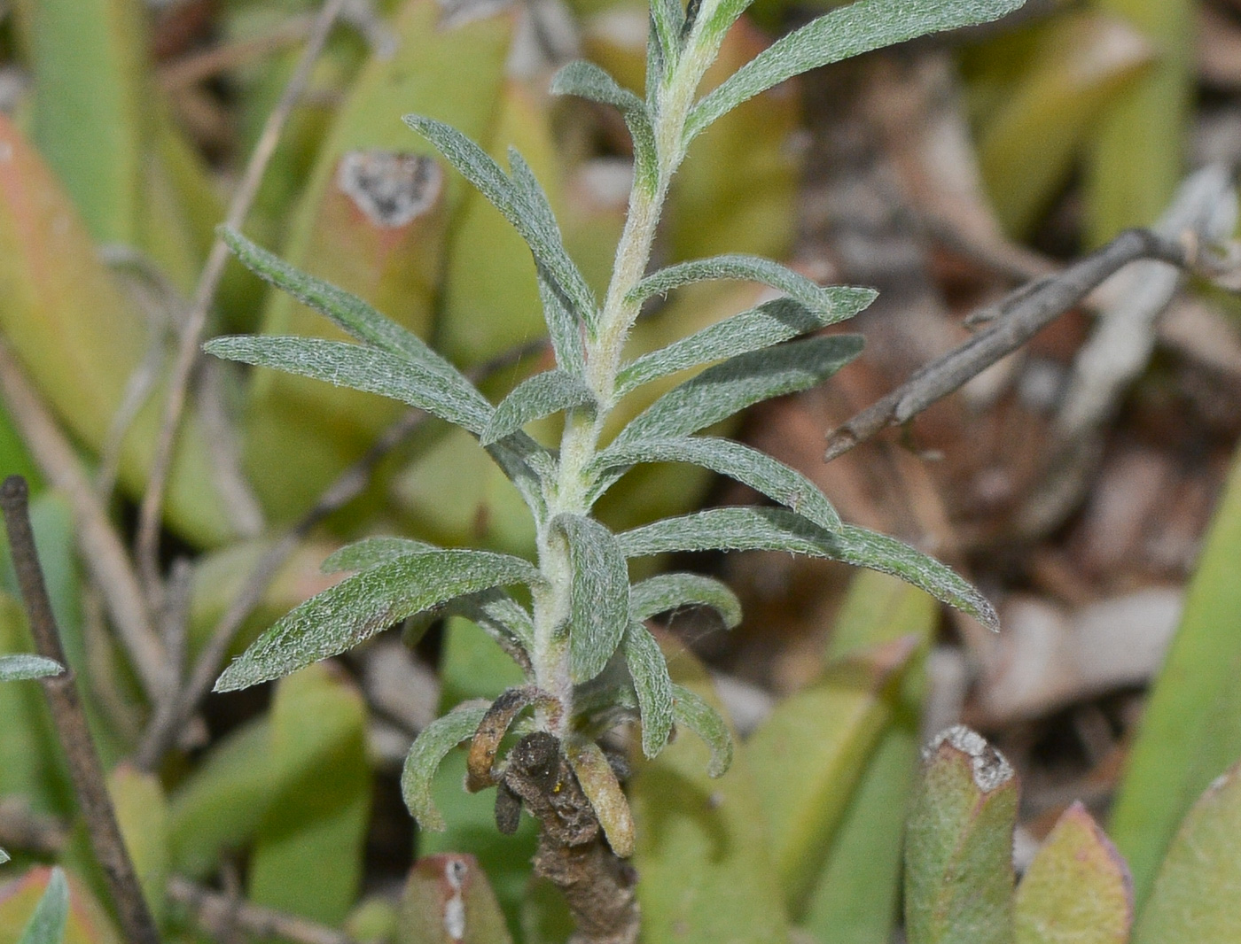 Image of Felicia australis specimen.