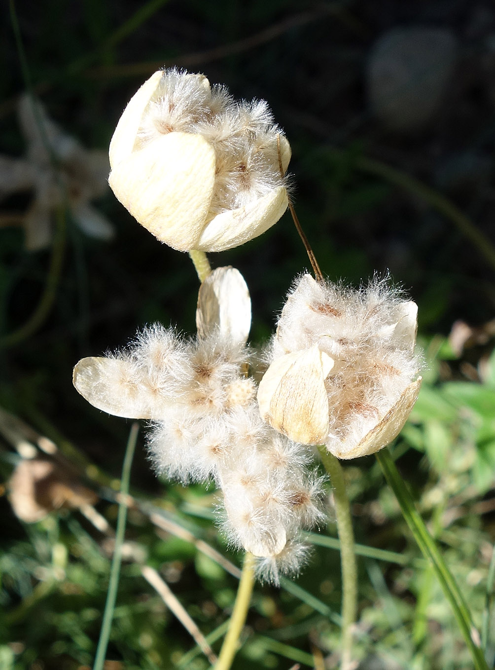 Image of Anemone gortschakowii specimen.