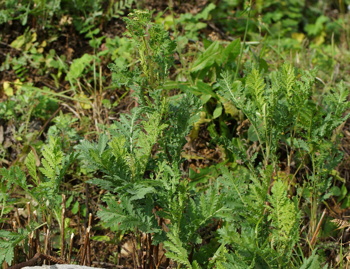 Image of Tanacetum vulgare specimen.