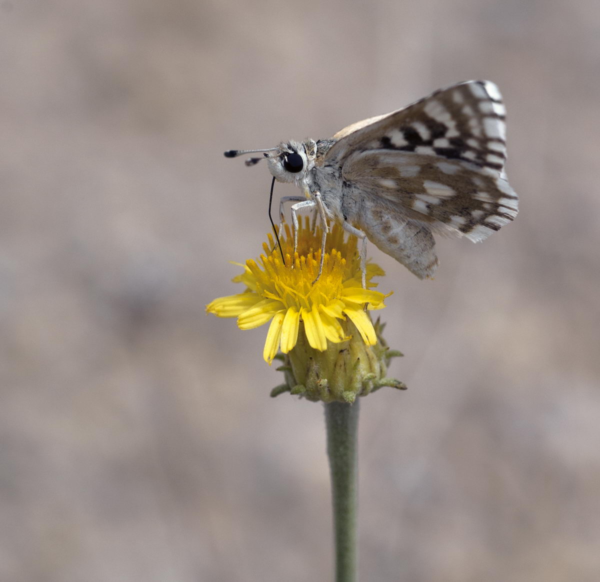 Image of Inula multicaulis specimen.