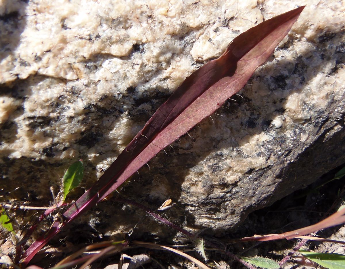 Image of genus Pilosella specimen.