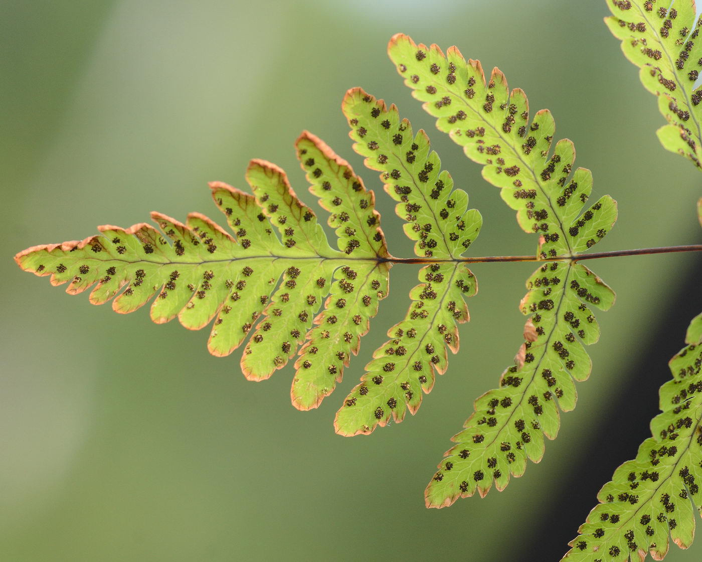 Image of Gymnocarpium dryopteris specimen.