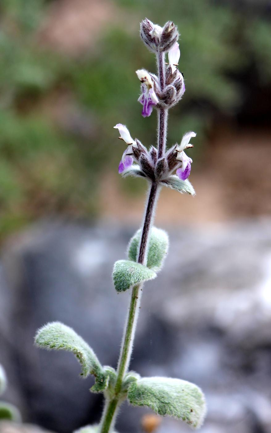 Image of Stachys hissarica specimen.