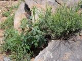 Hibiscus fleckii. Бутонизирующие растения. Намибия, регион Khoma, ок. 40 км западнее г. Виндхук, \"Eagle Rock Guest Farm\"; плато Khomas, ок. 1900 м н. у. м., саванновое редколесье. 23.02.2020.