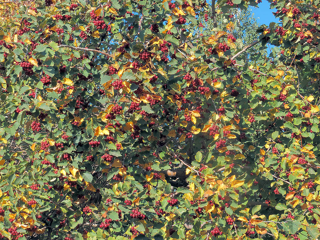 Изображение особи Crataegus sanguinea.