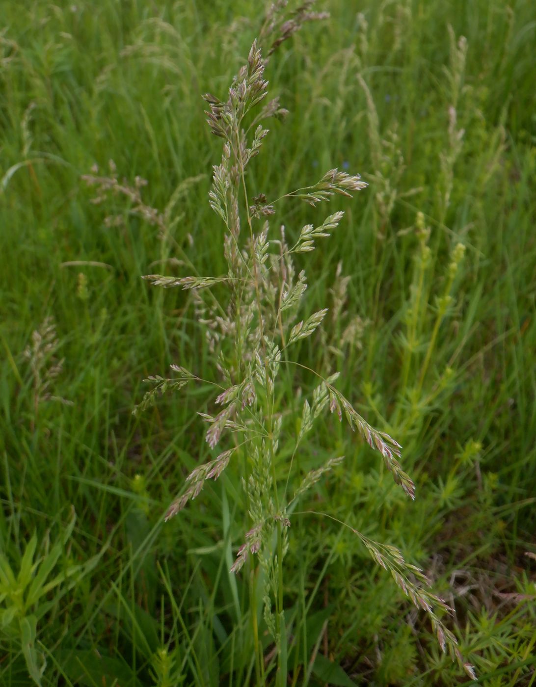 Image of genus Poa specimen.