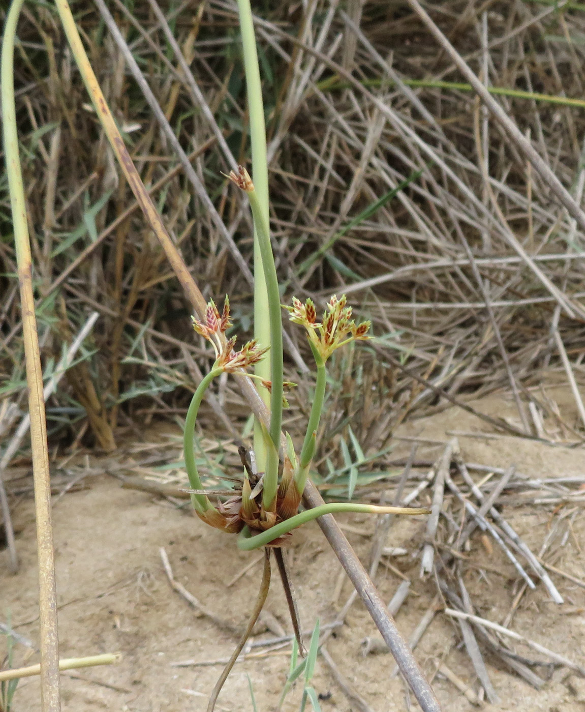 Image of Cyperus marginatus specimen.