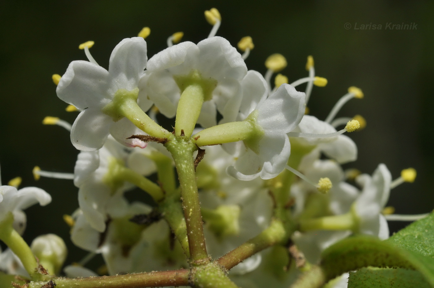 Image of Viburnum burejaeticum specimen.