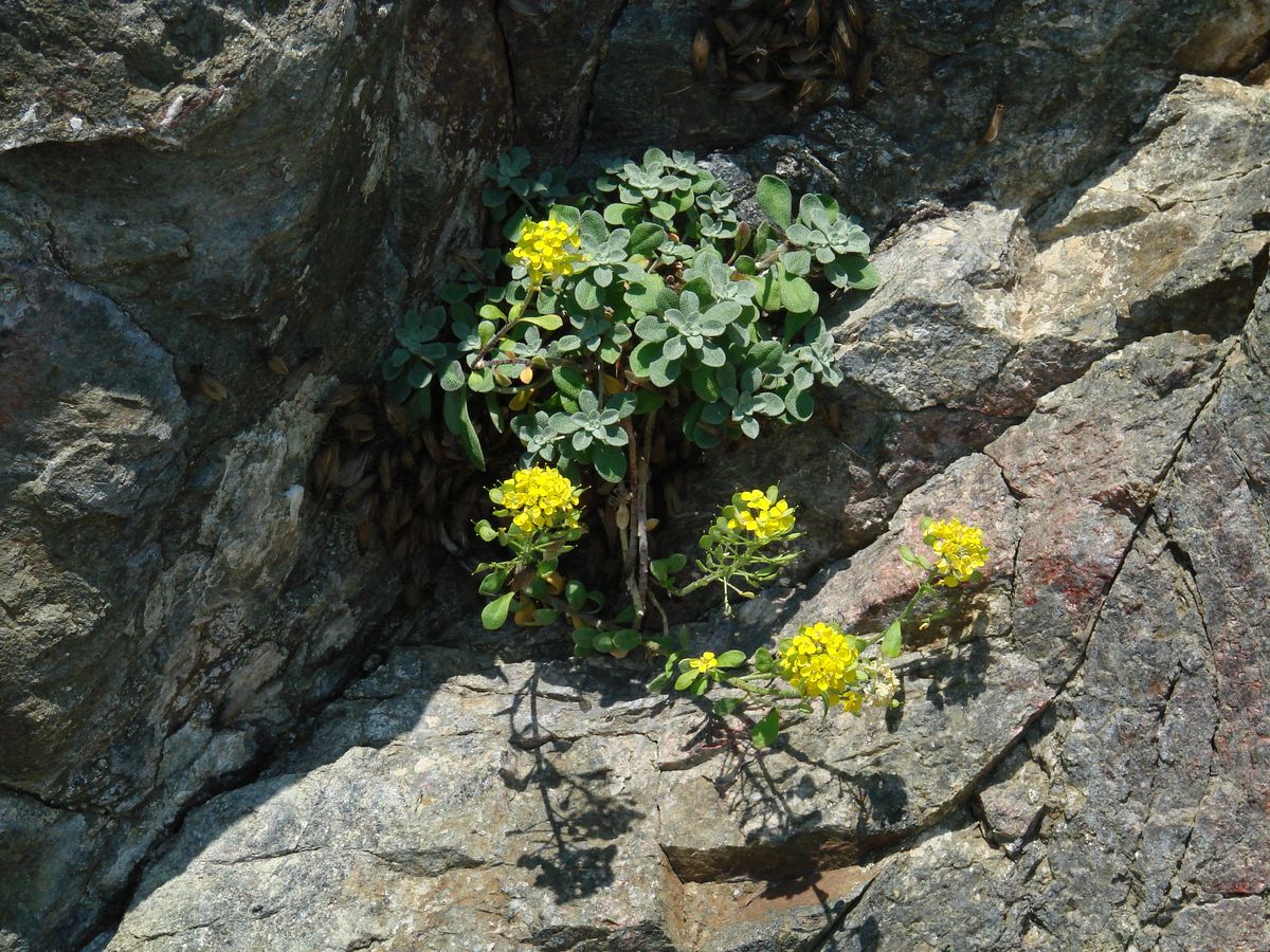 Image of Odontarrhena obovata specimen.