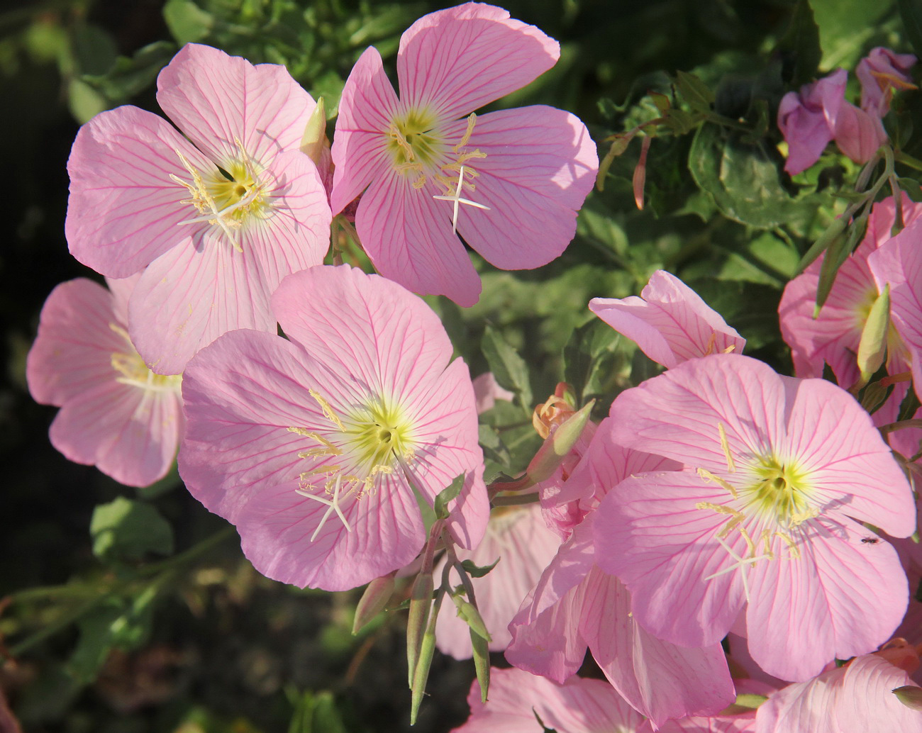 Image of Oenothera speciosa specimen.