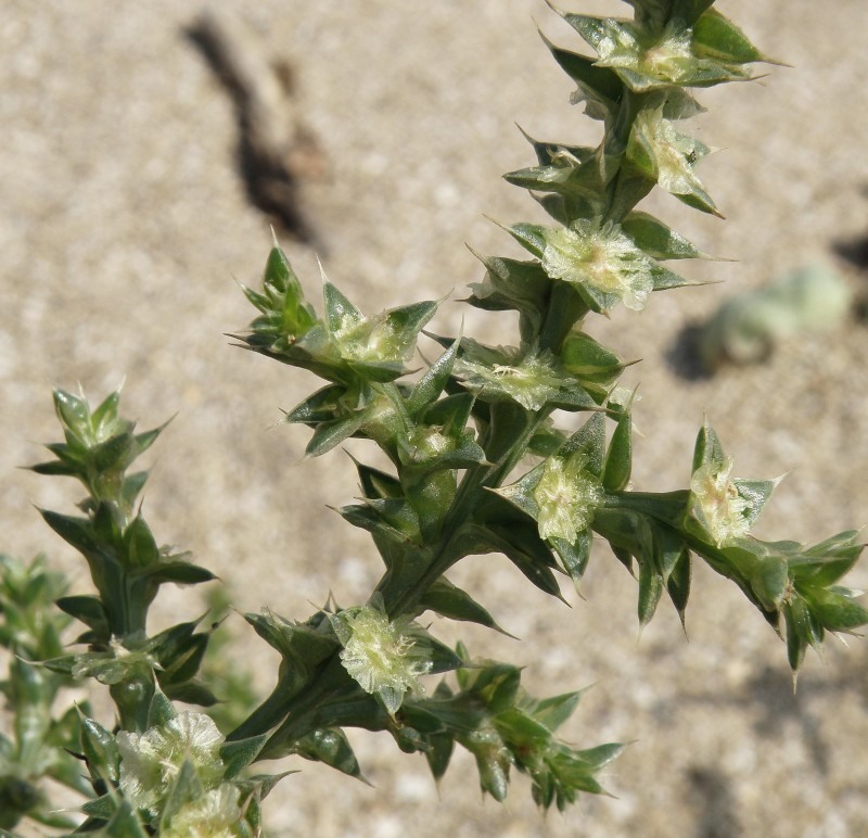 Image of Salsola pontica specimen.