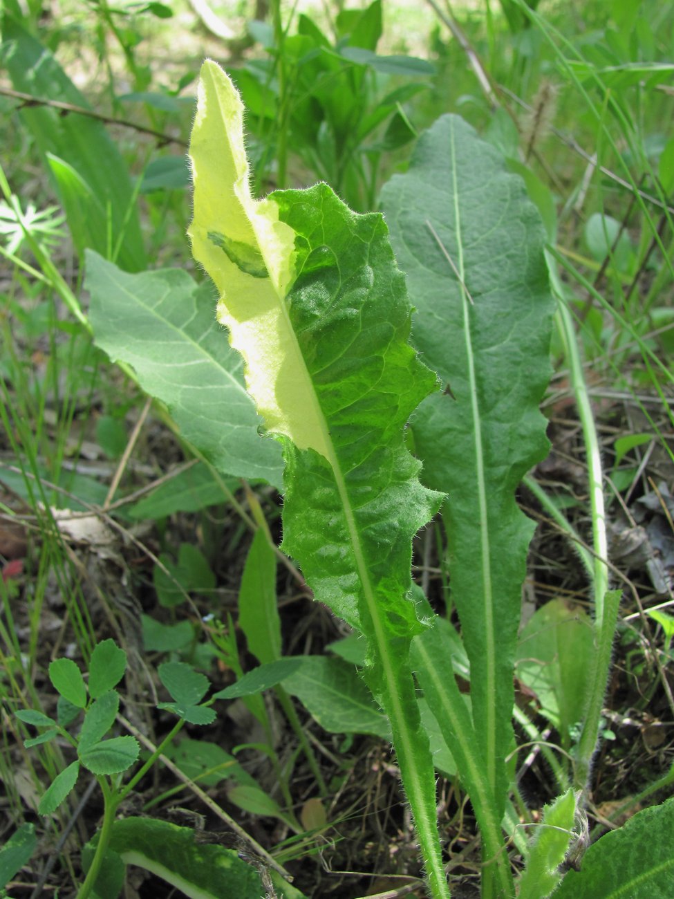 Image of Cichorium intybus specimen.